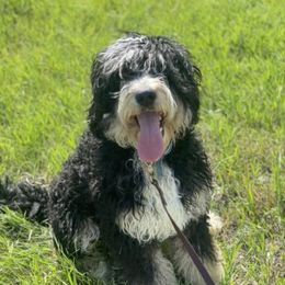 Miso - Bernedoodle