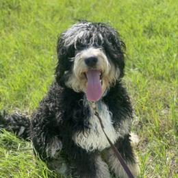 Miso - Bernedoodle