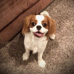 Maggie - Cavalier King Charles Spaniel