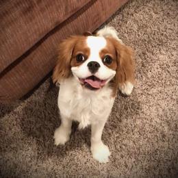 Maggie - Cavalier King Charles Spaniel