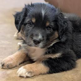 Mackenzie (Mac) - Black tri male Miniature Australian Shepherd puppy in Crockett, Texas from Pleasant Grove Aussies