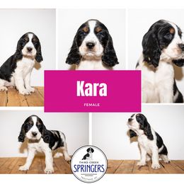 English Springer Spaniel Puppies from Third Creek Springers