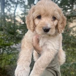 Shelby - Golden female Cockapoo puppy in Tallahassee, Florida from Panhandle Pups