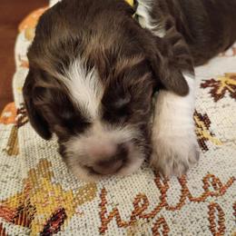 Yellow collar Zena - Liver and white female English Springer Spaniel puppy in Comer, Georgia from Stratton Spaniels