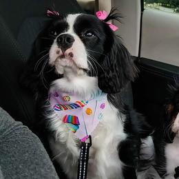 Cavalier King Charles Spaniels from Roy-alty Cavaliers