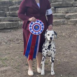 Dalmatian All Grown Up from Prestige Dalmatians