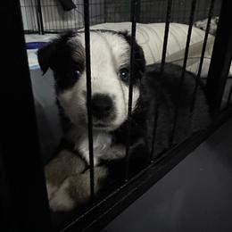 Diamond - Black tri female Miniature Australian Shepherd puppy in Town 'N' Country, Florida from House of Miniature Aussies