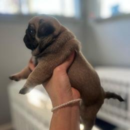 HooHoo - Fawn female Pug puppy in Grants Pass, Oregon from Malta Pugs