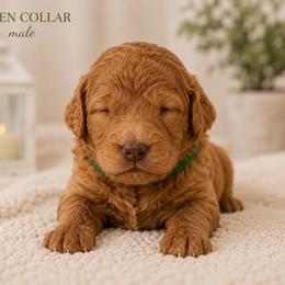 Green collar - Apricot male Goldendoodle puppy in Aurora, Illinois from Chicago Goldendoodles