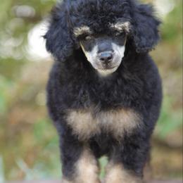 Ulysses - Phantom female Poodle puppy in Orem, Utah from First Class Poodles