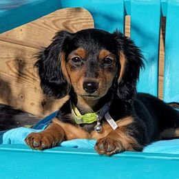 Dachshund Puppies from I DREAM OF DACHSHUNDS