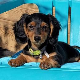 Dachshund Puppies from I DREAM OF DACHSHUNDS