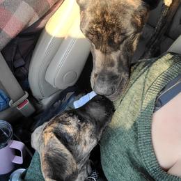 Great Dane Puppies from The Greater Dane Kennel