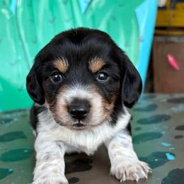 Licorice - Piebald male Dachshund puppy in Hawley, Texas from Little e Dachshunds