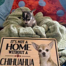 Boy 4 - Black sabled fawn male Chihuahua puppy in Scranton, Pennsylvania from Grammy Farm