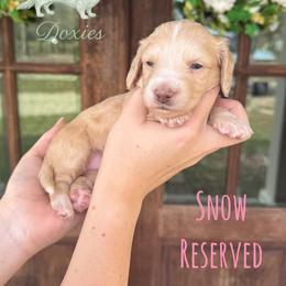 Dachshund Puppies from Southern Grace Doxies
