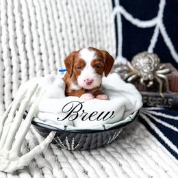 Brew - Red  male Goldendoodle puppy in Springville, Utah from Happy Doodle