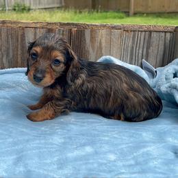 Jeanette - AKC - Red female Dachshund puppy in Gainesville, Texas from Diamond B Doxies