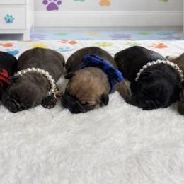French Bulldog Puppies from jack & Ruby's Frenchies
