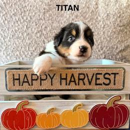 Titan - Black tri-color male Australian Shepherd puppy in Plympton, Massachusetts from Silverchip Aussies
