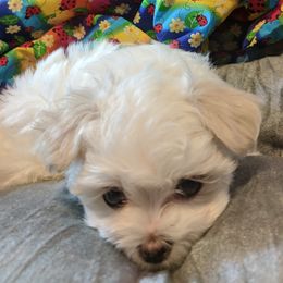 Maltese, Maltipoo, and Morkie Puppies from The Aristocratic Puppy Patch