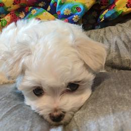 Maltese, Maltipoo, and Morkie Puppies from The Aristocratic Puppy Patch