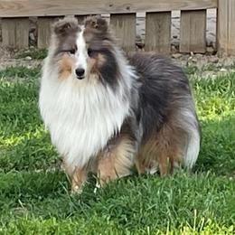 Blueberry - Shetland Sheepdog