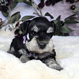 Lila - Purple Collar - Black and silver female Miniature Schnauzer puppy in Coarsegold, California from Halo Schnauzer