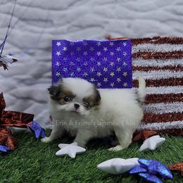 Chilli - Sable and white female Japanese Chin puppy in Johnson City, Tennessee from Erin & Friends Japanese Chin