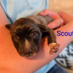 Scout - Tan male Colorado Mountain Dog puppy in Colorado Springs, Colorado from Sharp Guardians and Goldens