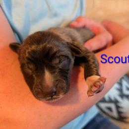 Scout - Tan male Colorado Mountain Dog puppy in Colorado Springs, Colorado from Sharp Guardians and Goldens
