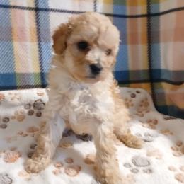 Autumn Sunshyne - Apricot male Poodle puppy in North Carolina from Faithful Hearts Kennel