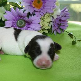 Australian Labradoodle Puppies from Windsor Creek Labradoodles