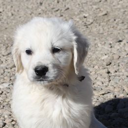 Bamboo Boy Brown collar - Light golden male Golden Retriever puppy in Fort Morgan, Colorado from Golden Girls Kennels, LLC