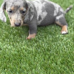 Petunia - Dapple female Dachshund puppy in Georgetown, South Carolina from Muddy Bay Kennels