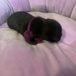 Pug Puppies from The Grumble Pack