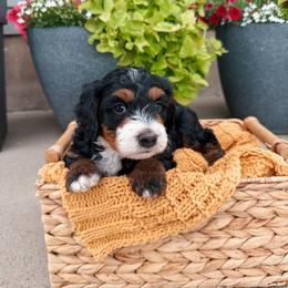 Fudd - Tri-color male Bernedoodle puppy in Weston, Idaho from Berne n Doodles