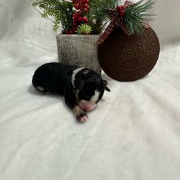 Girl 1 - Tri-color female Bernedoodle puppy in Leesport, Pennsylvania from Bechtel’s Tiny Bernadoodles