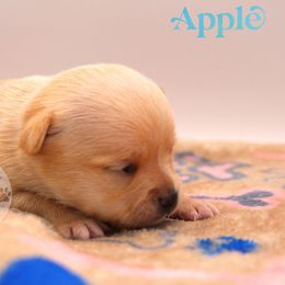 Apple - Fawn male Chihuahua puppy in Forsyth, Georgia from Brooks Grove Canines LLC