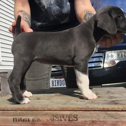 Mountain Cur Puppies from Walnut Ridge Mountain Curs