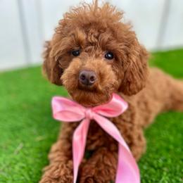 Kiwi - Poodle