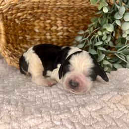 Spectacular - White and black male English Springer Spaniel puppy in Swainsboro, Georgia from Sweet Georgia Springers