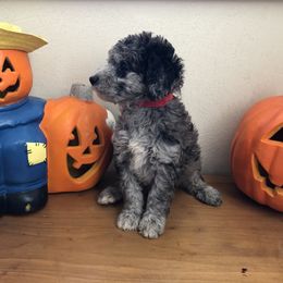 Goldendoodle and Labradoodle Puppies from Oopsie Doodles of NC