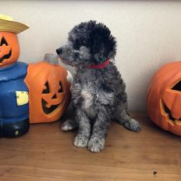 Goldendoodle and Labradoodle Puppies from Oopsie Doodles of NC