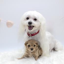Maltese and Maltipoo Puppies from Chez Lexi Kennels