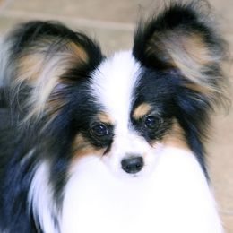 Papillons from Blazen Papillons