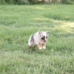 Australian Shepherd Puppies from Rustic Roots Australian Shepherds