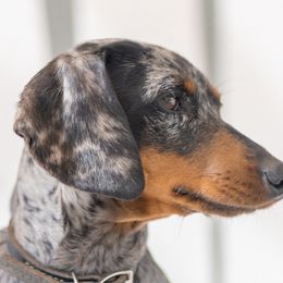 Dachshunds from Dupar Dachshunds