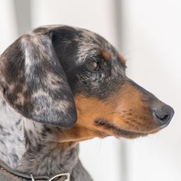 Dachshunds from Dupar Dachshunds