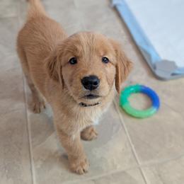 Axew - Golden male Golden Retriever puppy in Minneapolis, Minnesota from Firestorm Goldens